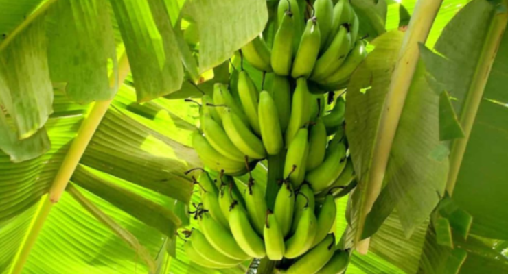 Organic Solutions