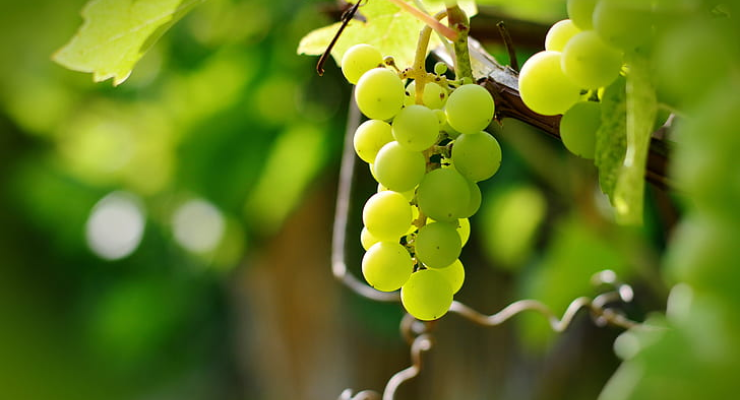 Organic Solutions