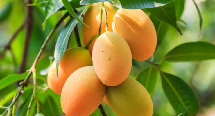Organic Solutions