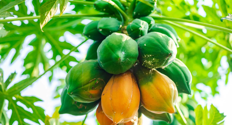 Organic Solutions