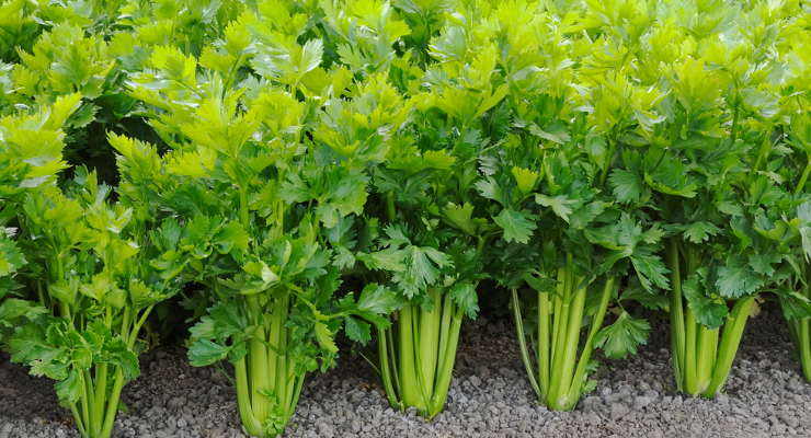 Organic Solutions